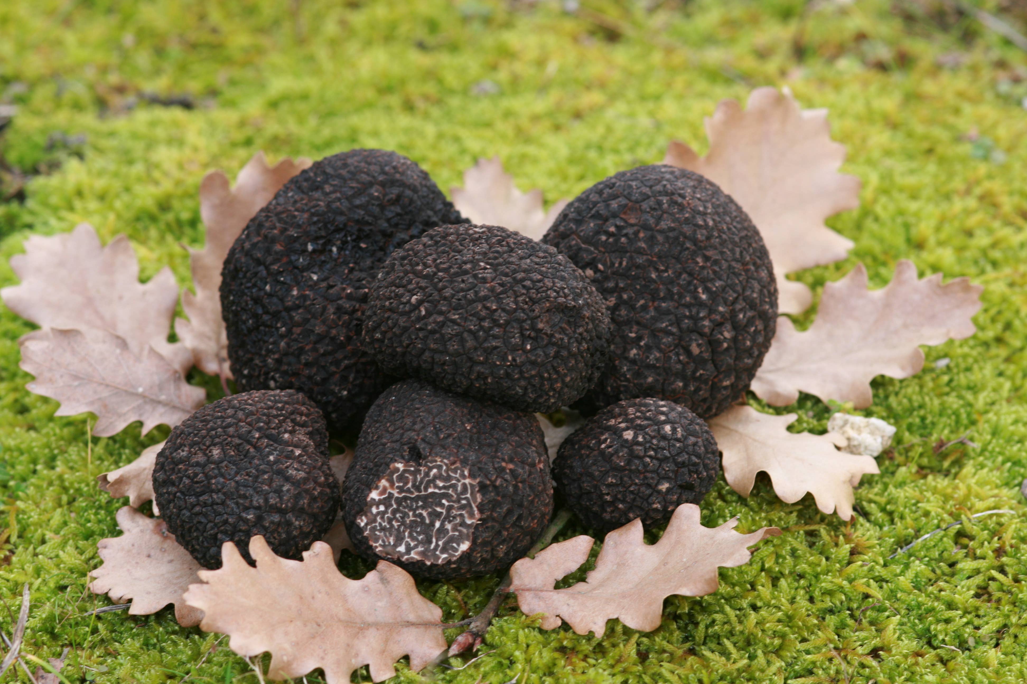 AQUI-TRUF47 – Engroshandel Konserves – Foie gras med sort trøffel fra Périgord 10%1