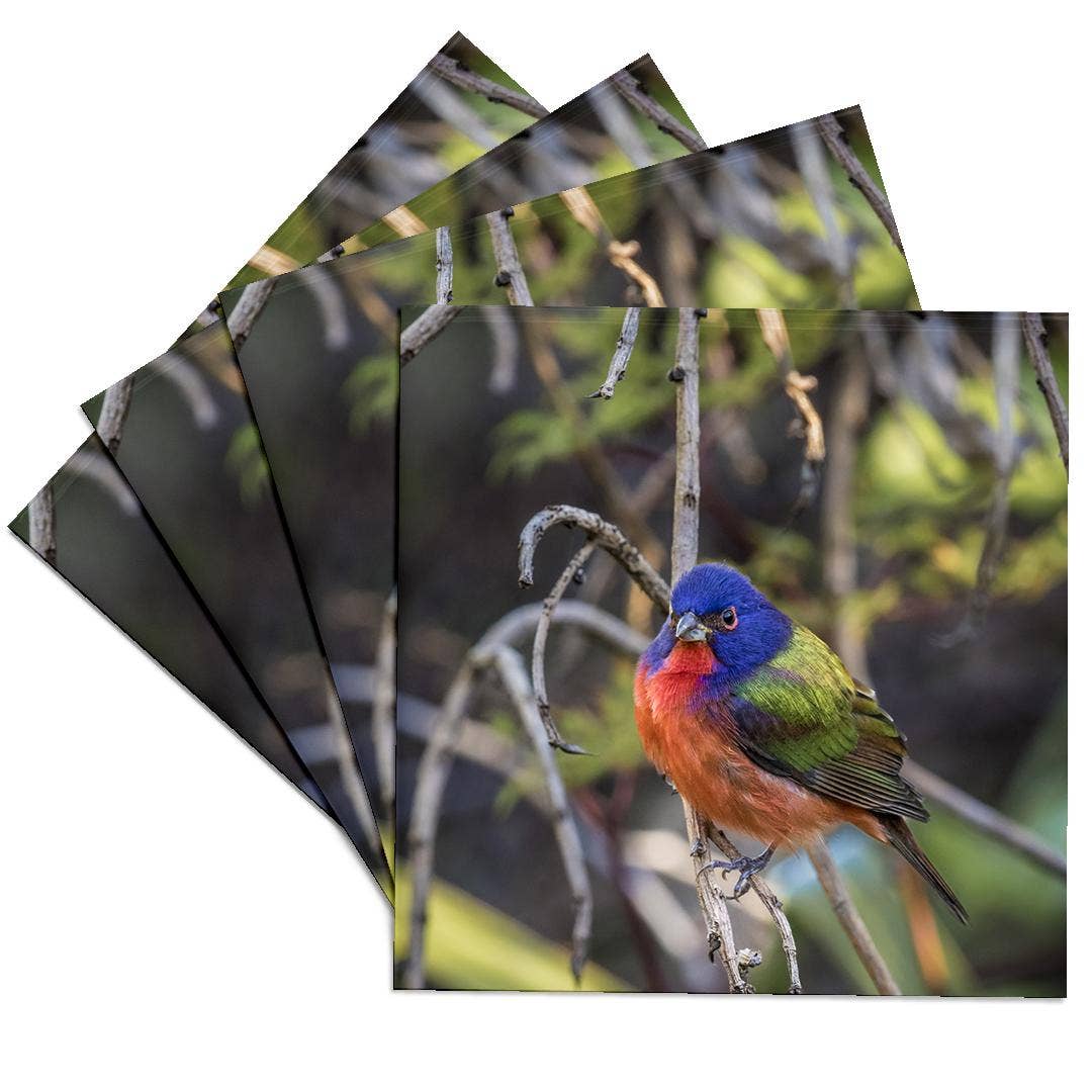 3dRose - Wholesale Coasters - 3dRose, A beautiful male painted bunting., Coaster0