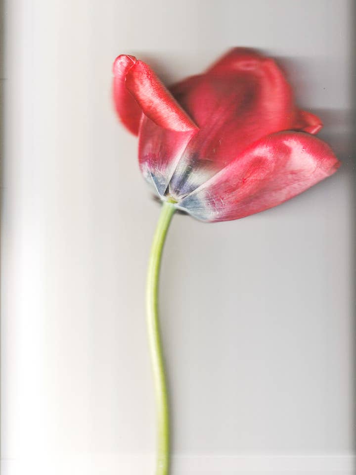 Impression photo de tulipes rouges à motif floral printanier pour la vente par Studio Over Easy