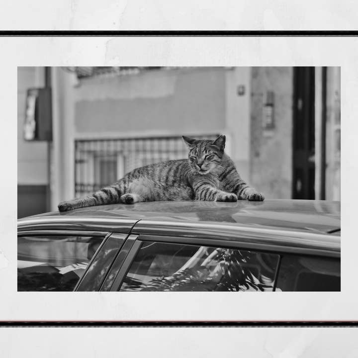Affiche photographique d'Istanbul Tabby Cat Street pour la vente par Mo & Paul Photography