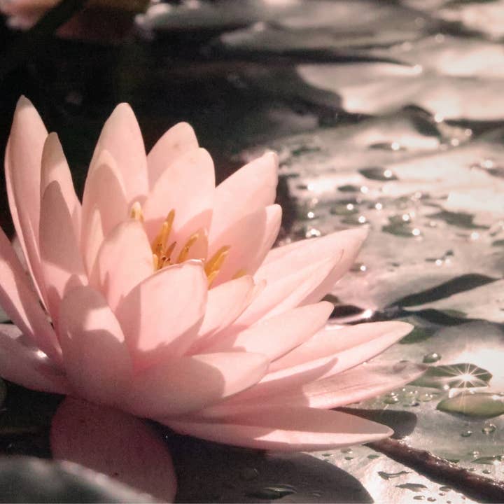 Colonial Merchant - Wholesale Room & Linen Spray - 8 oz. Pure Cascade Home Refresh Room Spray - Floral & Fresh4