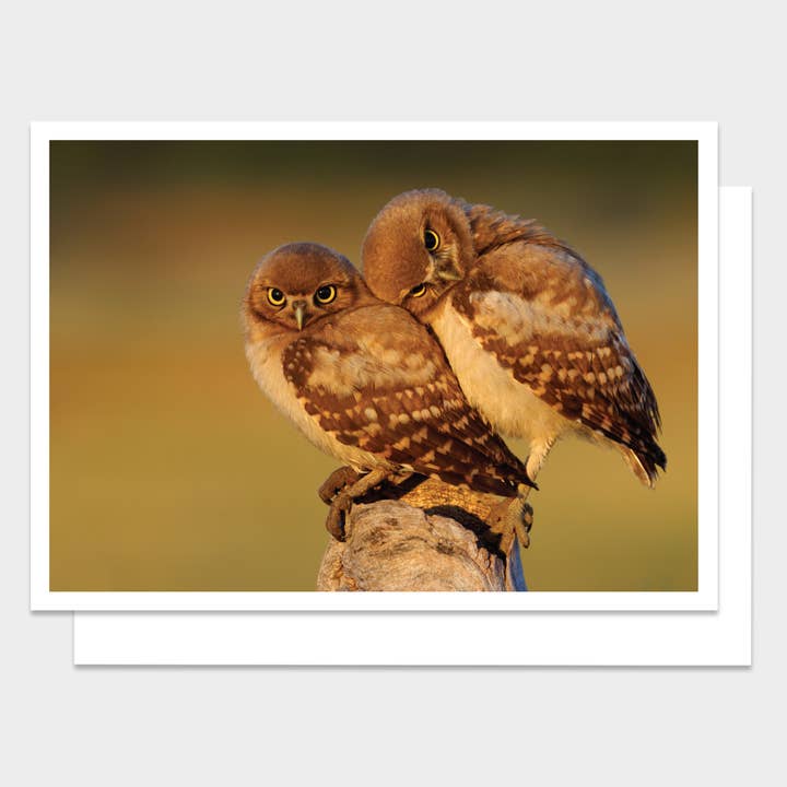 Two Burrowing Owls Anniversary Card for wholesale by Palm Press