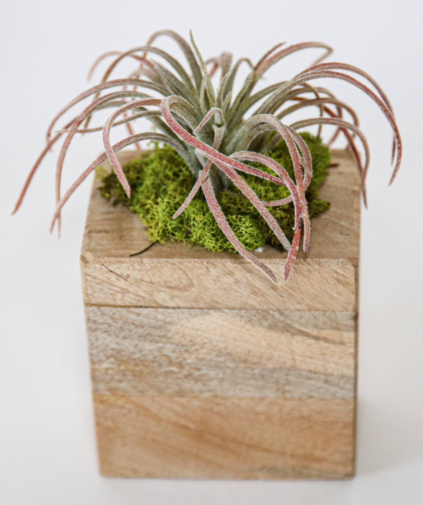 Forever Green Art - Wholesale Succulent - Succulent Sugar Mold Set of 92