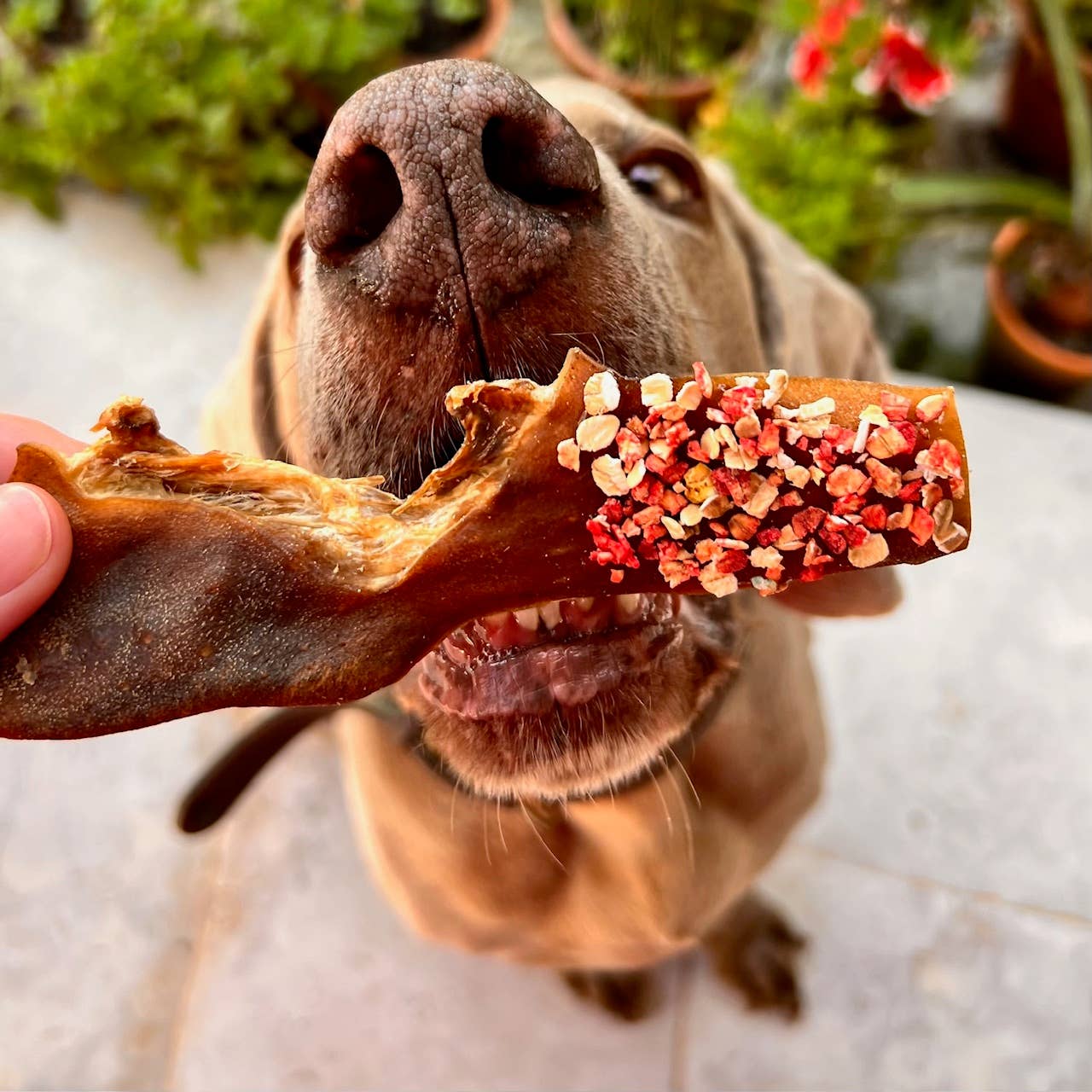 Cooka's Cookies – snacks e guloseimas - Cão por atacado – Candy Crush - Mix de Carnes e Peixes Desidratados com dogfetti5