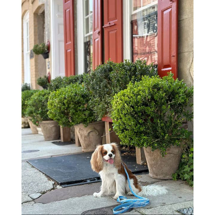 Covey Collection - Wholesale Pet Collar - Dog - Ravenel Bridge Dog Collar4