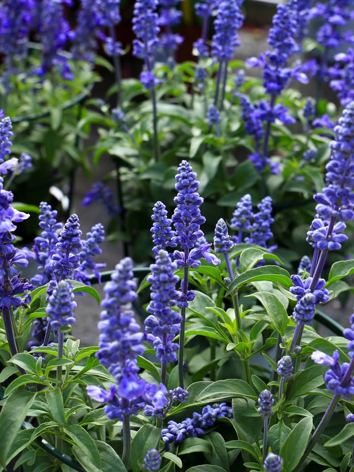 Blue Sage Flower Seeds for wholesale by Decker Rd. Seeds