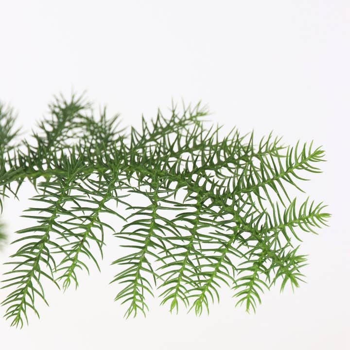 Oasis of Life - Wholesale Live plant - Norfolk Island Pine – 2 Plants – Araucaria heterophylla – Height 45–55cm – Ø14cm – Evergreen Houseplant & Sustainable Christmas Tree Alternative – Tropical Araucaria from Australia4