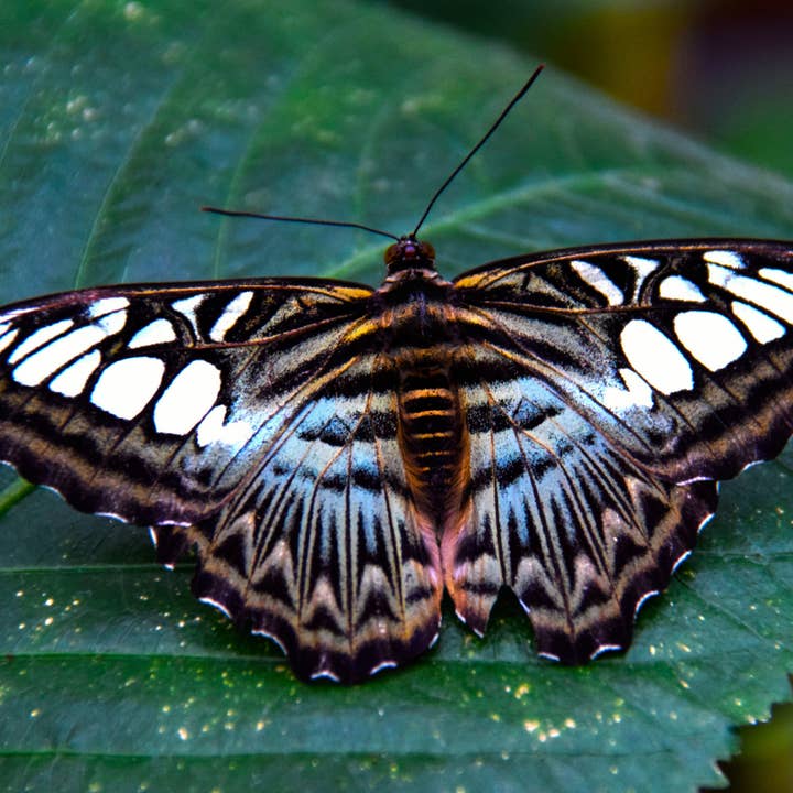 Blauwe Clipper Vlinder 3 A4 Print voor wholesale door Red Berry Photos