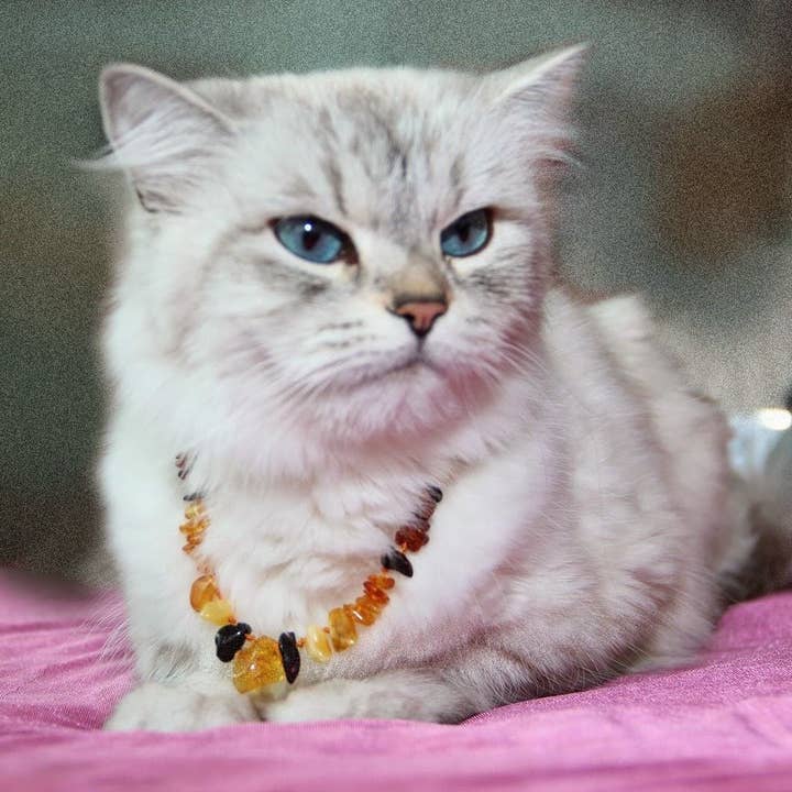 Baltic Essentials – wholesale Halsband - Katt och hund – Hund eller katt husdjur baltiska Essentials bärnsten avvärja loppa och fästkrage rå Multi