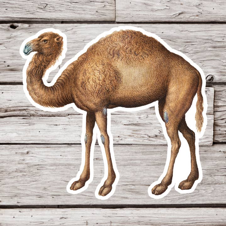 Camel Sticker, Animal Sticker, Natural History Sticker for wholesale by NatureCuts