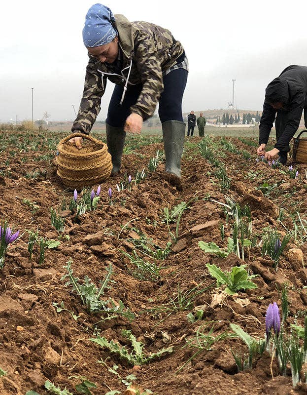 Pure Indian Foods - Vente Épices séchées - Bouteille en verre de safran espagnol de 1 g, certifié biologique8