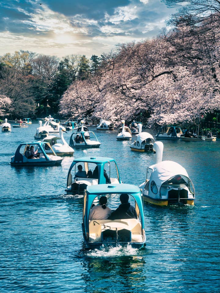 Tokyo Plakat - Cherry blossoms dance for engroshandel hos Posters & Puzzles