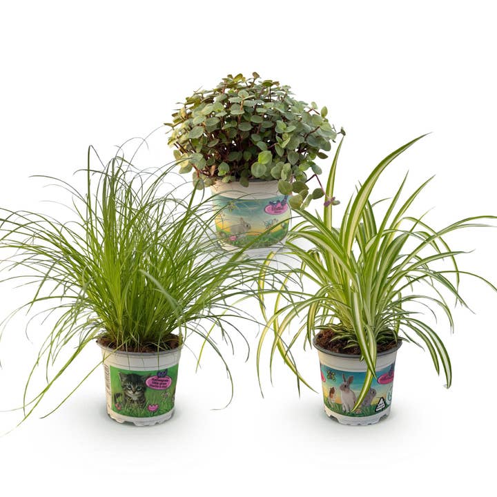Cyperus Calissia Chlorophytum Plant Mix – 3 Pet-Friendly Houseplants – Set of 3 Plants – 12cm – Height approx. 20cm – Easy Care for wholesale by Oasis of Life