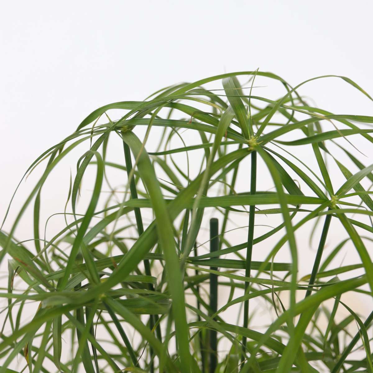 Oasis of Life - Wholesale Live Plant - Umbrella Sedge – 4 Plants – Cyperus alternifolius – Height 40–50cm – Ø14cm – Tropical Ornamental Grass for Home, Garden & Pond Edge – Easy Care & Fast Growing4