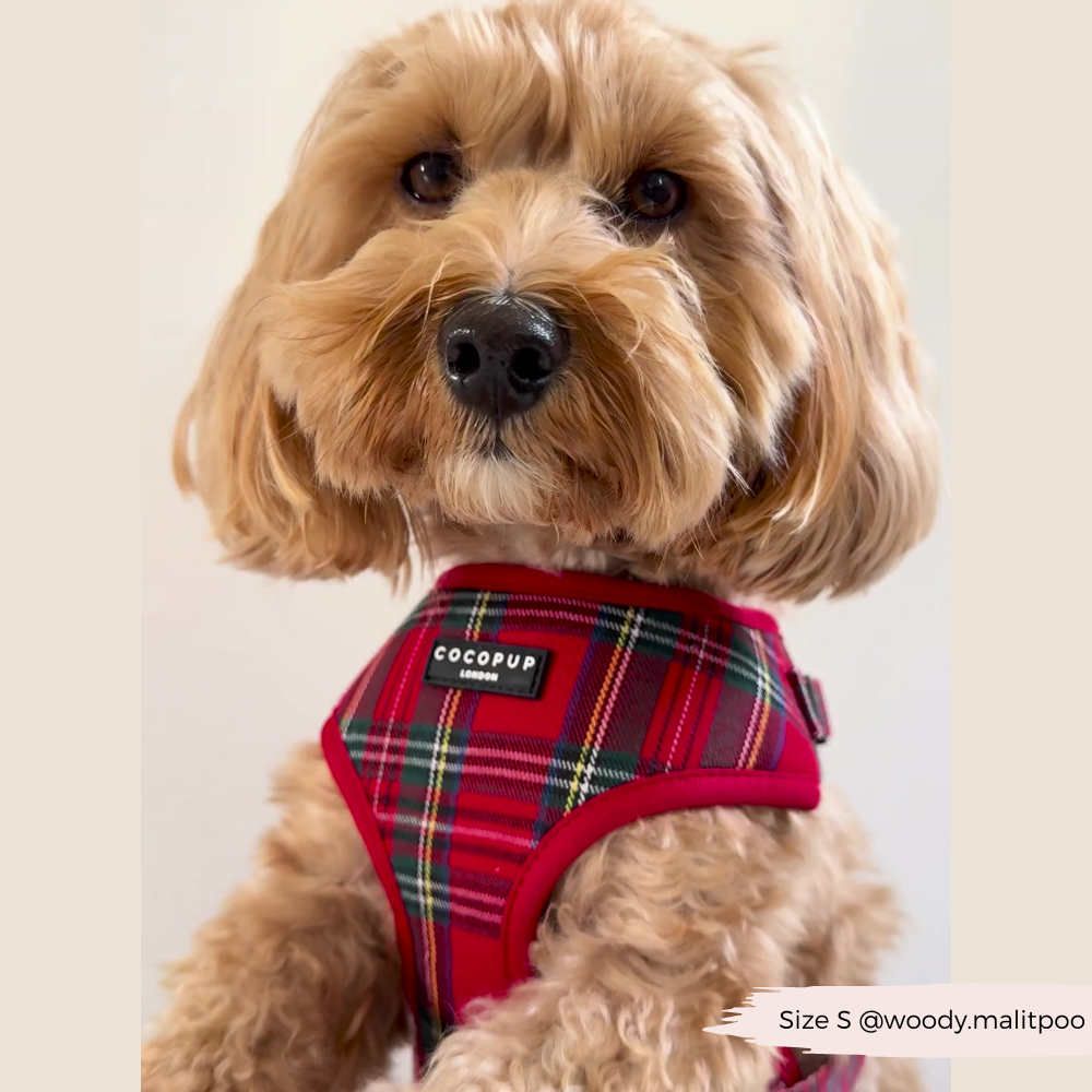 Cocopup London - Wholesale Tuig voor huisdieren - Hond - Tartan Verstelbaar NekHARNAS17