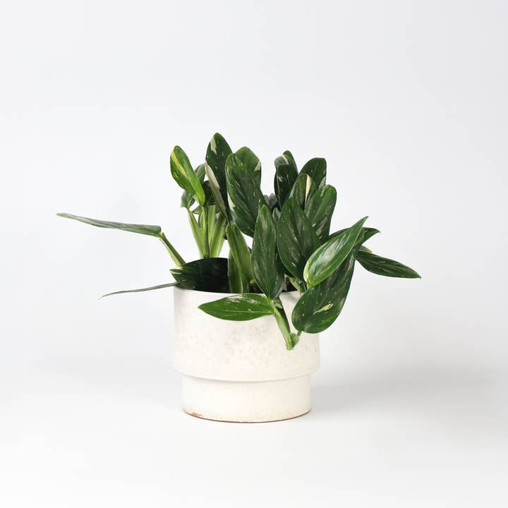 Oasis of Life - Wholesale Live plant - Philodendron Cobra – Height 55–65cm – 19cm – Green houseplant with white leaf patterns – Easy-care hanging & climbing plant – Air-purifying tropical plant for semi-shaded locations1