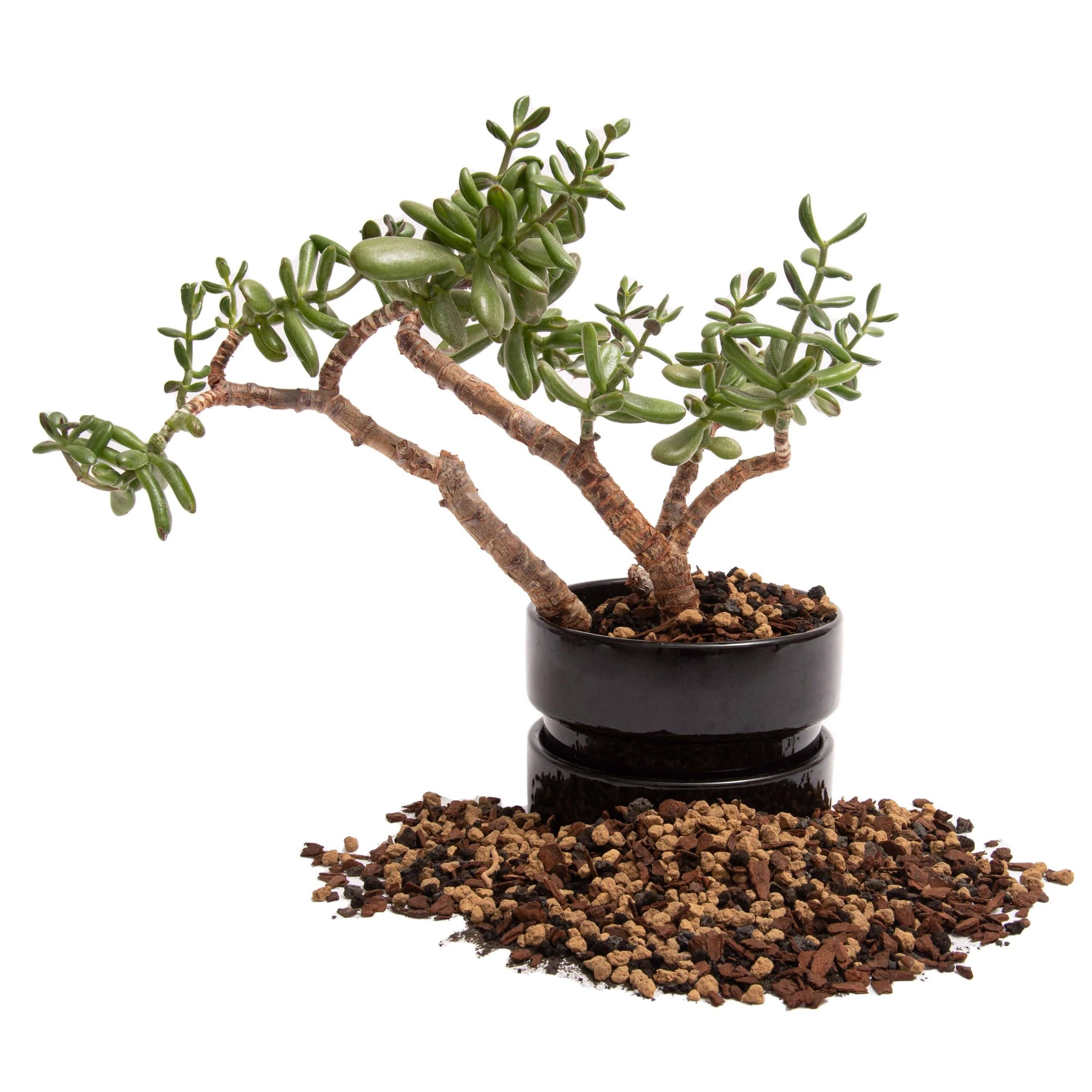 Veryplants US LLC - Wholesale Planting/Potting Soil - Molly's Succulent Mix - Premium Soilless Gritty Mix- 5 Quart6