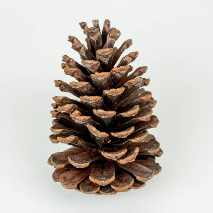 Pommes de pin naturelles -10-15 cm de hauteur pour la vente par GS Foliage