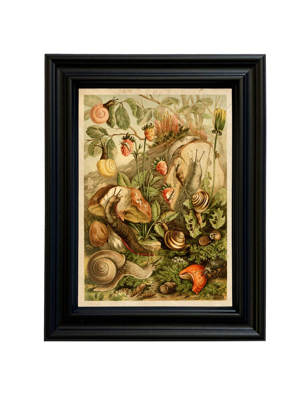 Madison Bay Co. - Historical Home Decor Reproductions – Großhandel Kunstdruck – Kunstdruck „Land Mollusks Cottagecore“, gerahmt0