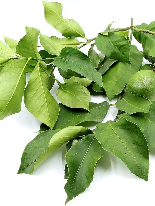 Lemon Tea Leaf Herbal Tea 2 pack x 100-gram for wholesale by The Rike