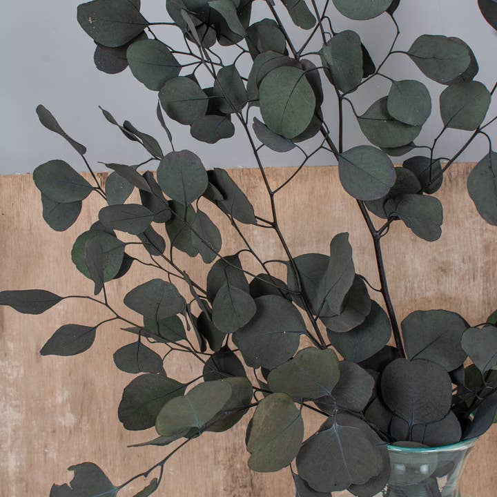 pampas studio uk - Wholesale Gedroogde/geperste bloemen - Eucalyptus Conserveerde Populus Green1