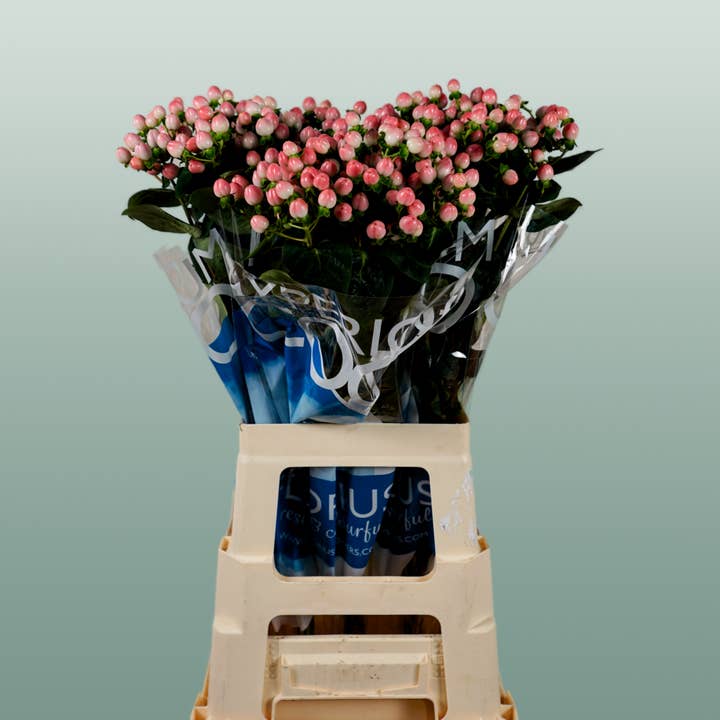 Hypericum Coco Casino (10 Stems) for wholesale by All Occasions Wholesale