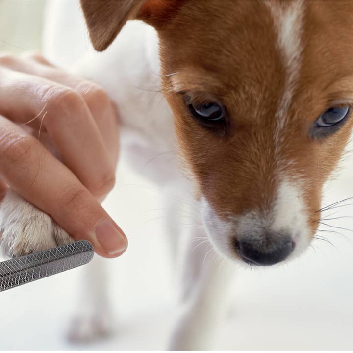 Pets First - Wholesale Pet Grooming Tool - Dog - Pet Nail File