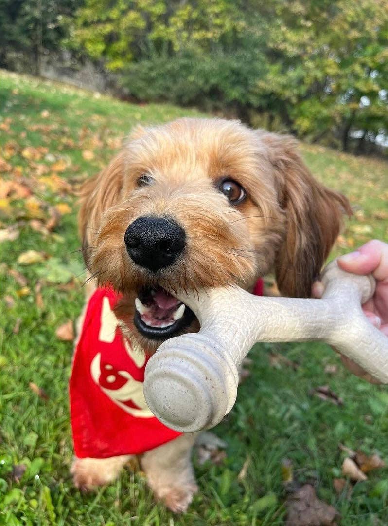 Yomp - Wholesale Pet Chew Toy - Dog - Barkin' Bone: All-Natural Chew Stick for Dogs6