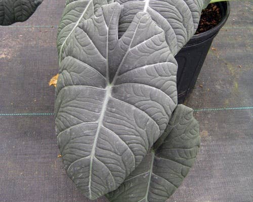 Dick's Sticks and Exotics - Wholesale Live Plant - Alocasia Maharani