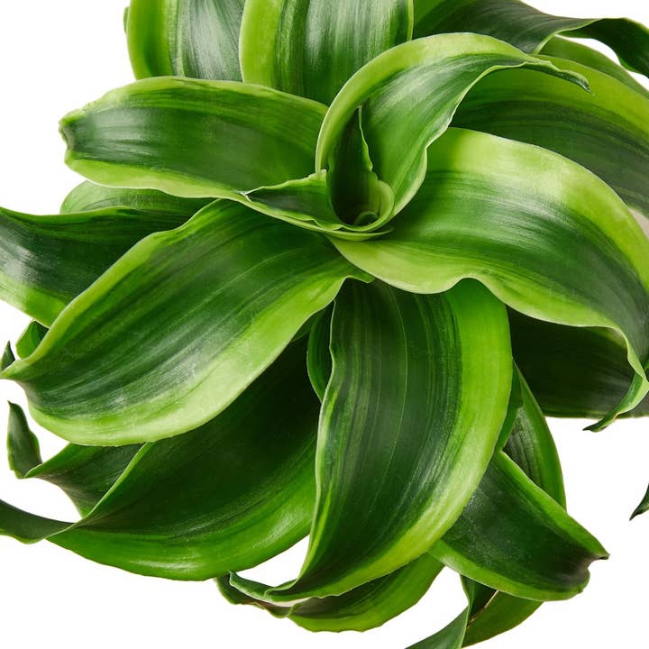 House Plant Wholesale - Wholesale Live Plant - DRACAENA TORNADO 4-inch1