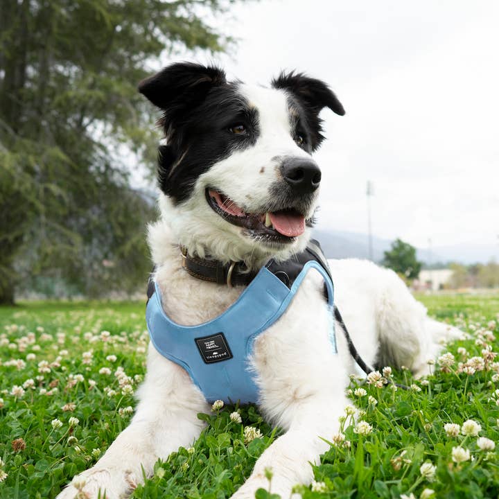 Sleepypod - Wholesale Pet Harness - Dog - Clickit Terrain Plus harness - Fear Free Happy Homes edition