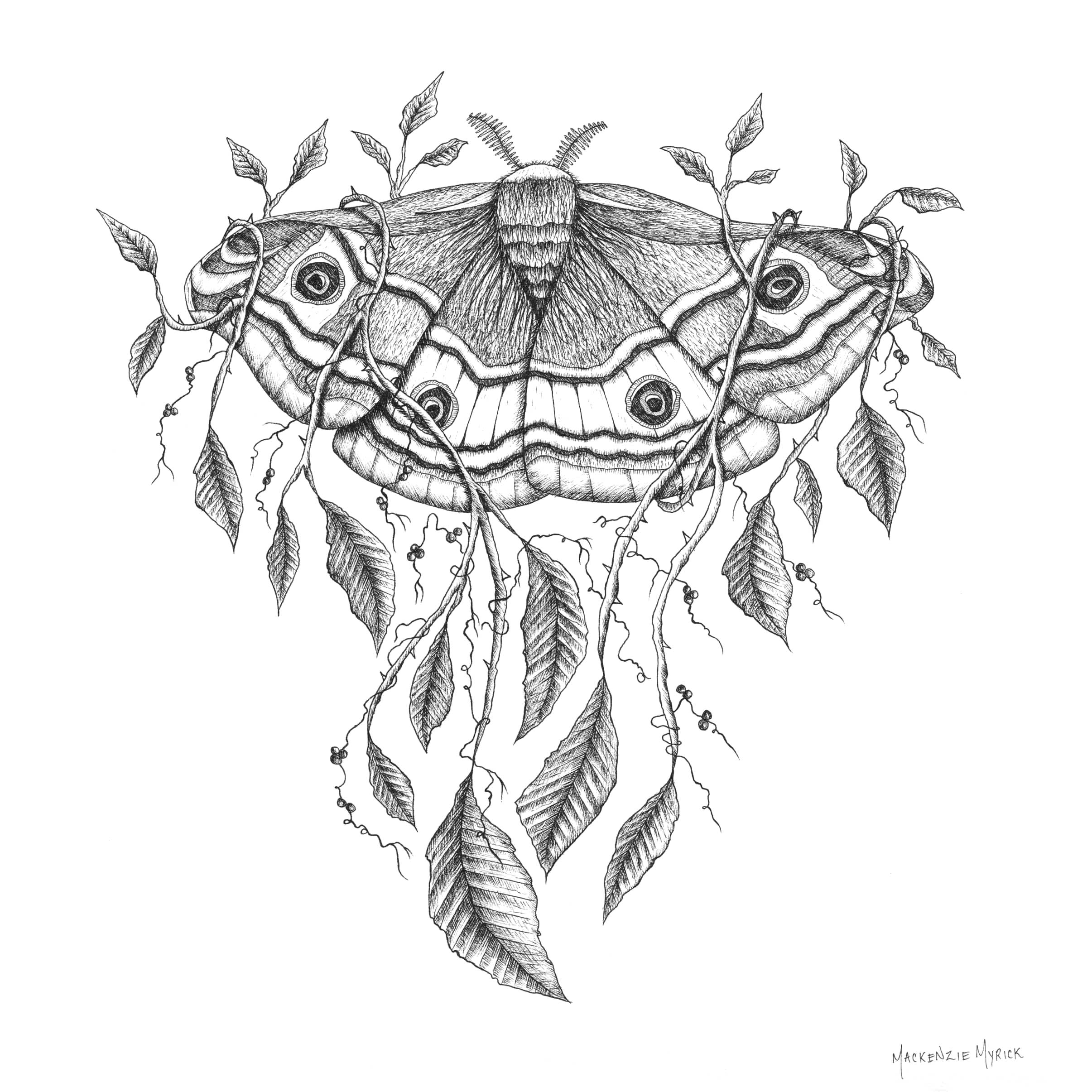 Mackenzie Myrick Studio - Vente Carte de vœux classique - Emperor Moth | Carte de voeux3