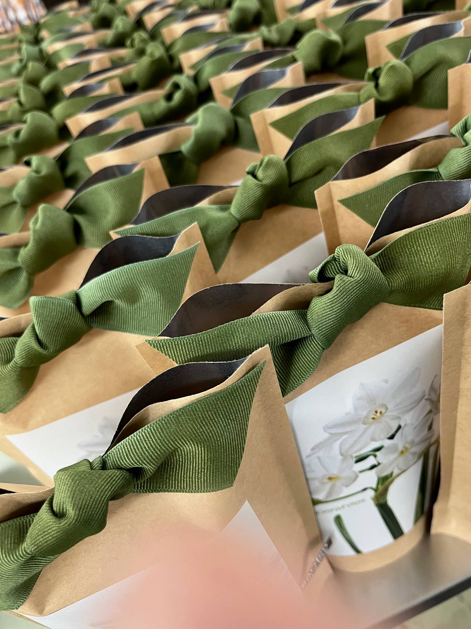 Potting Shed Creations, Ltd. - Wholesale Live Plant - Garden in a Bag Paperwhites | Fall & Christmas | Best Seller5