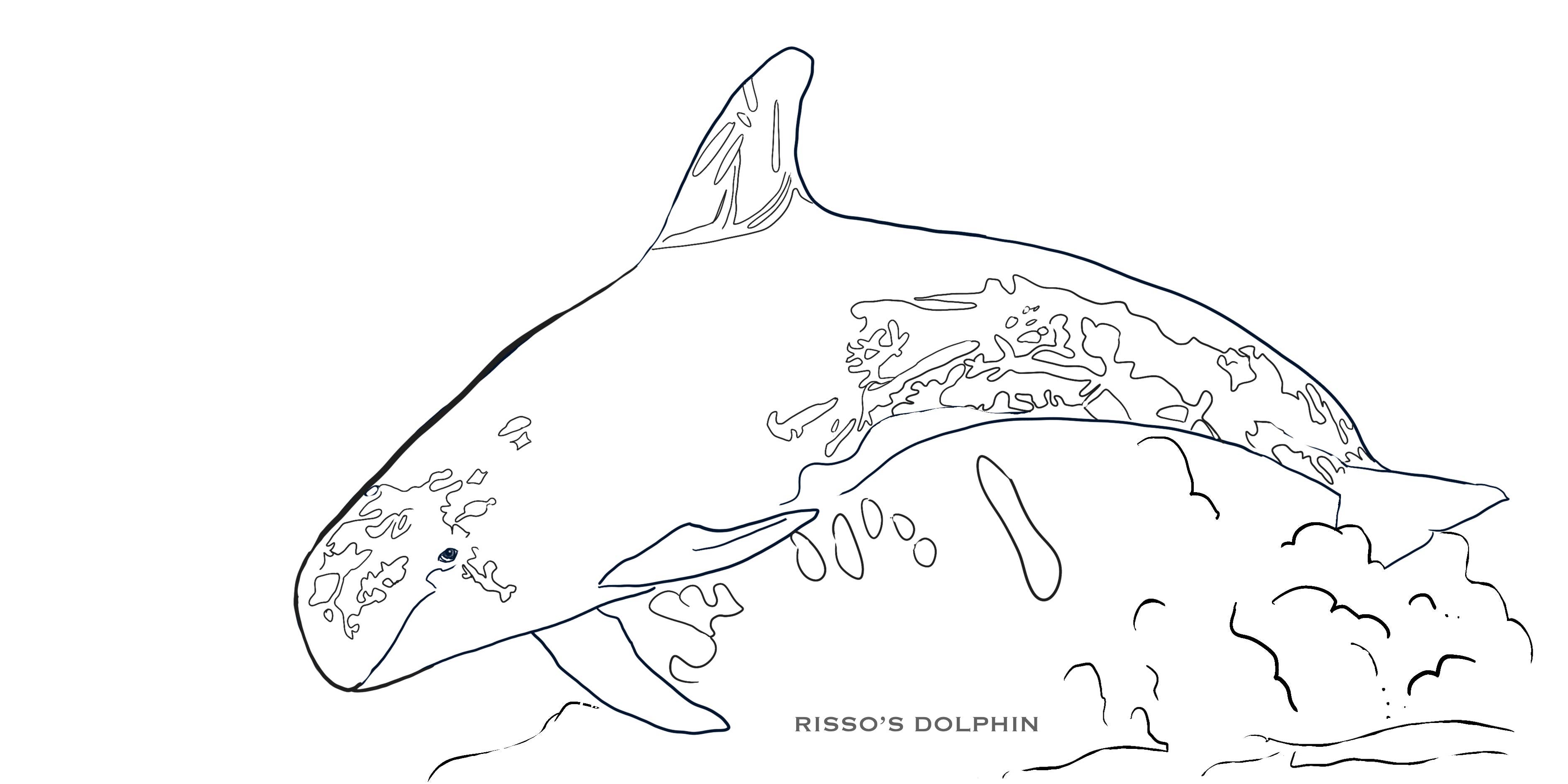 Love Kathleen Productions – Engroshandel Malebog - Børn og baby – Coloring Passport Dolphin Edition 1 Alder 5-12511