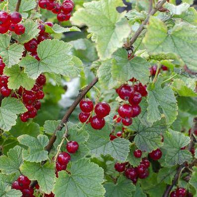 Oasis of Life - Wholesale Live Plant - Red currant – Ribes rubrum 'Jonkheer van Tets' – Ø13cm – approx. 45cm high – Early variety with high yield – Sour & fresh berries – Organically grown, hardy berry plant5