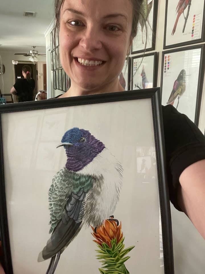 Ecuadorian Hillstar - Giclee Print for wholesale by Bird Art by KB