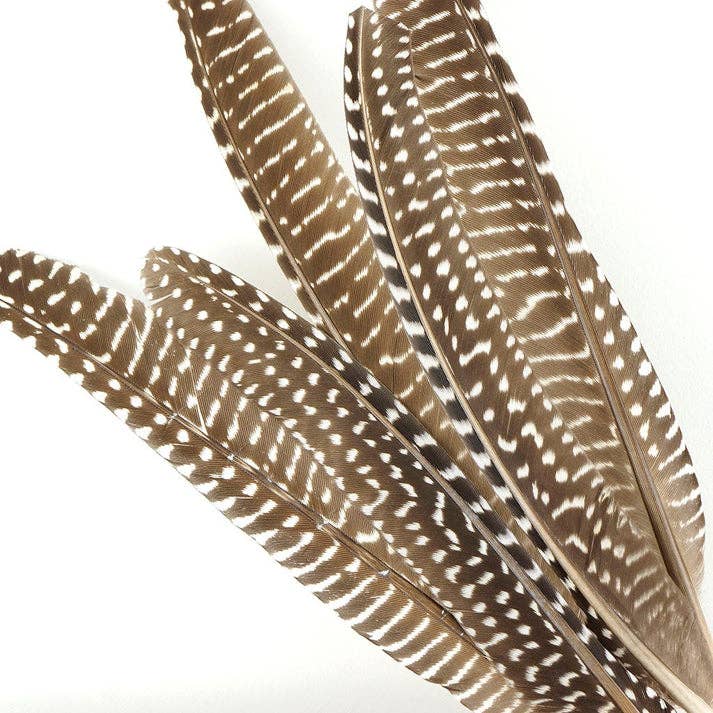 Zucker Feather Products – Engroshandel Håndværk forsyninger – Guinea Feather Pointer Naturlige3