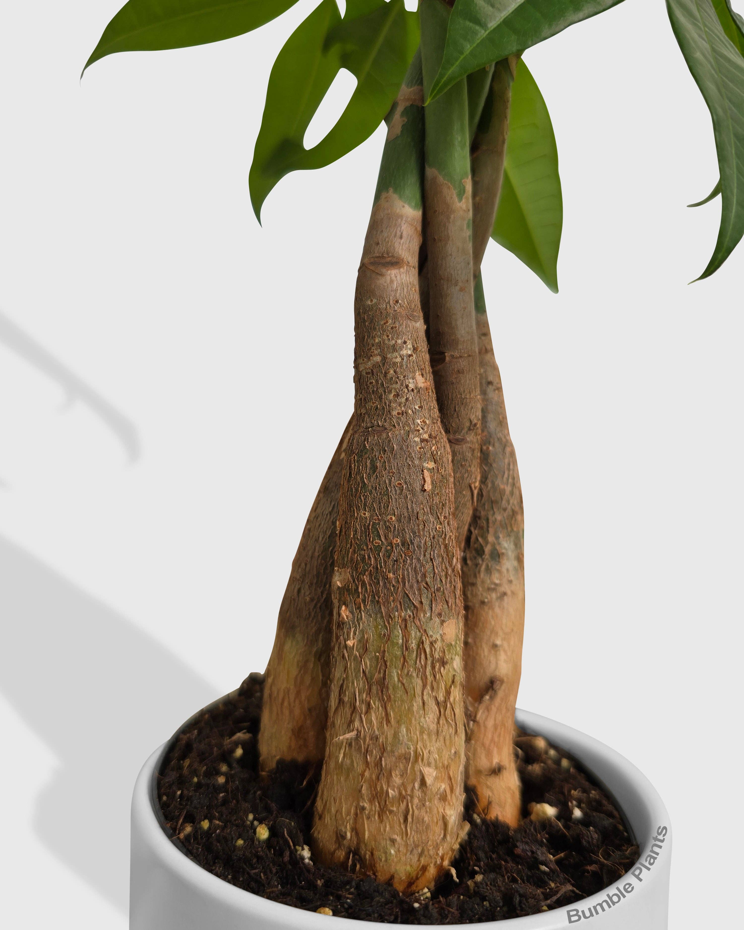 Bumble Plants - Vente Plante - Galon Pachira Money Tree « Châtaigne de Guyane »8