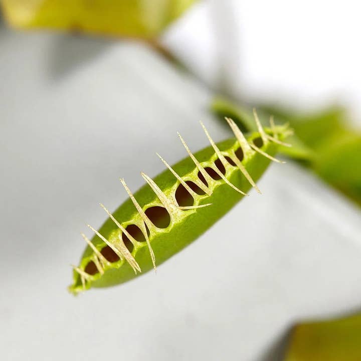 The Little Botanical – wholesale Live plant – Venus Fly Trap Plant6
