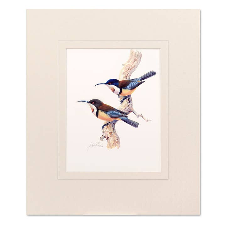 Mounted Print - Eastern Spinebills for wholesale by Jeremy Boot Collections