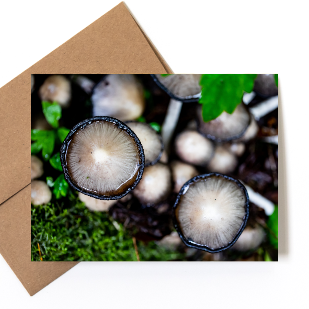 Andrea Morris Art - Wholesale Stationery/Notecard Set - Mushroom Card Variety Pack (5 Different Cards + Envelopes) 4