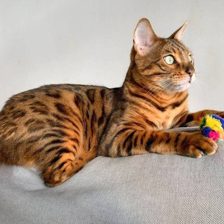 CanCor Innovations Inc. - Wholesale Pet Toy - Cat - Mini Crinkle Ball 12/Bag