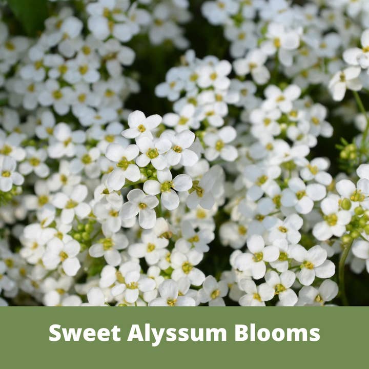 Flawn Seed Kits - Wholesale Plant Seeds - Sweet Alyssum Carpet of Snow Seed Pouches1
