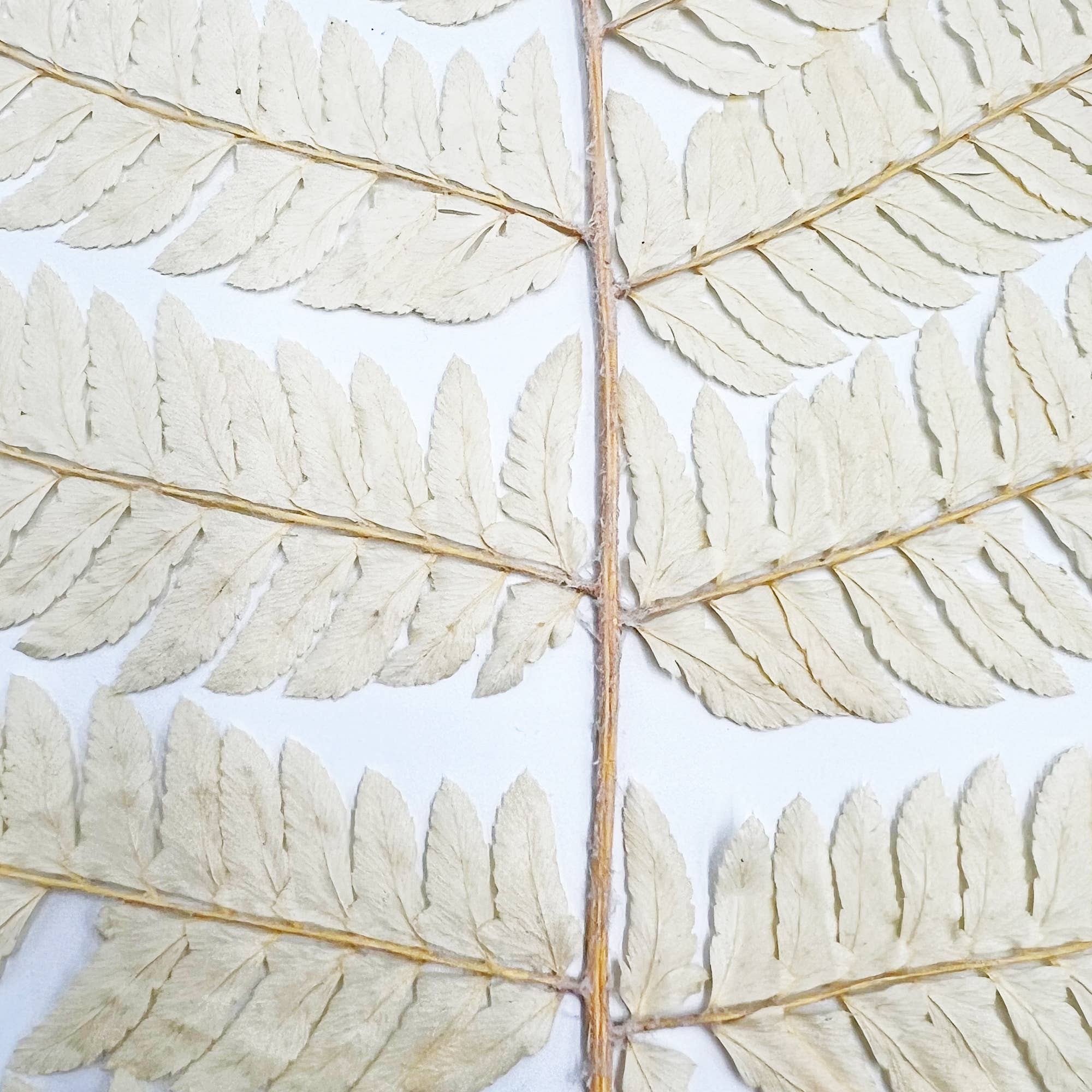 2626 Designs - Wholesale Dried/Pressed Flowers - Dried Preserved Fern 14"25