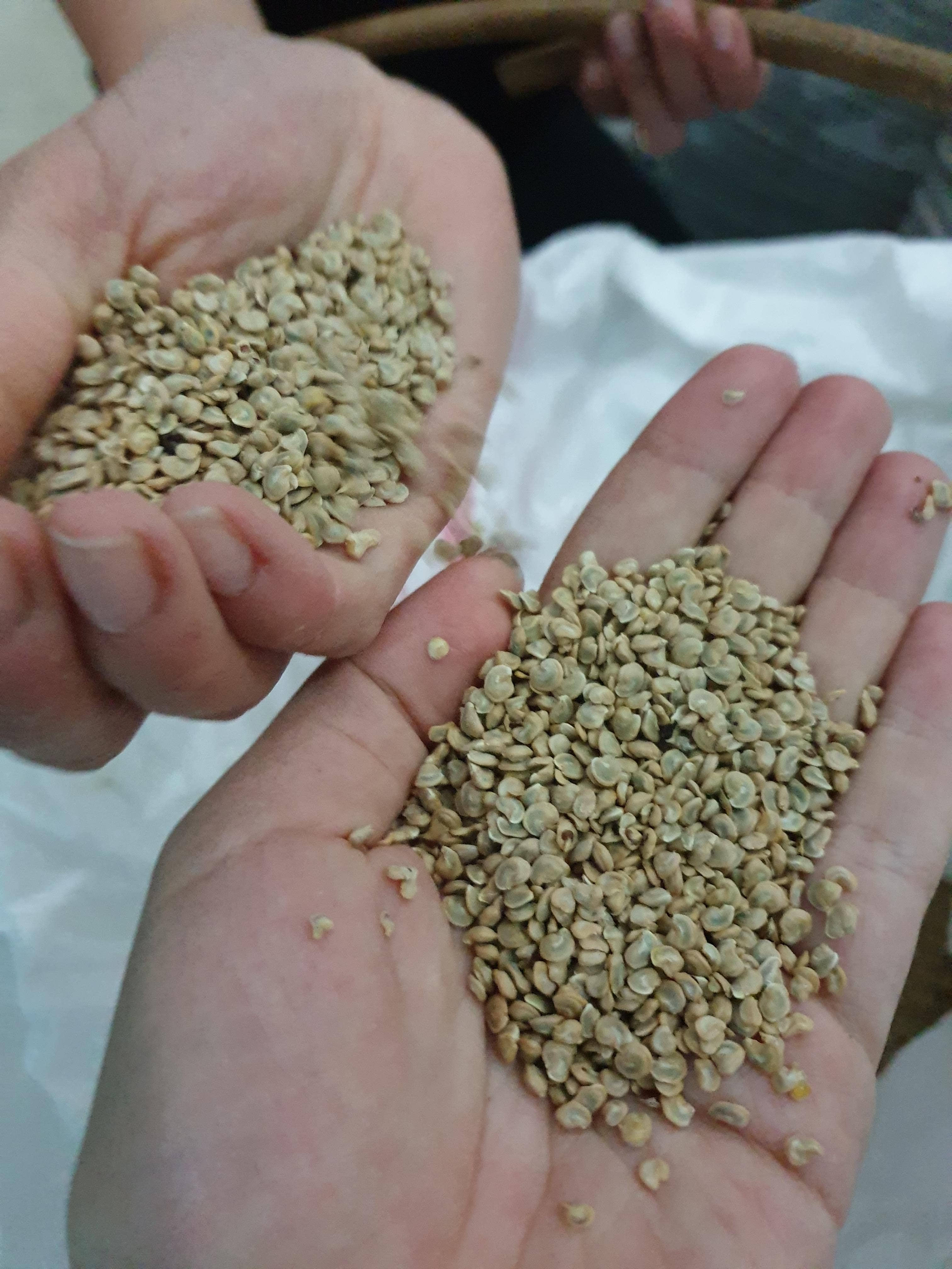 Katari Beauty - Wholesale Facial Exfoliant/Scrub - Collagen & Vit.E Exfoliating Prickly Pear Cactus Seed Powder6