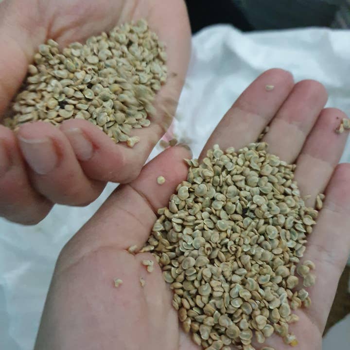 Katari Beauty - Wholesale Facial exfoliant/scrub - Collagen & Vit.E Exfoliating Prickly Pear Cactus Seed Powder6