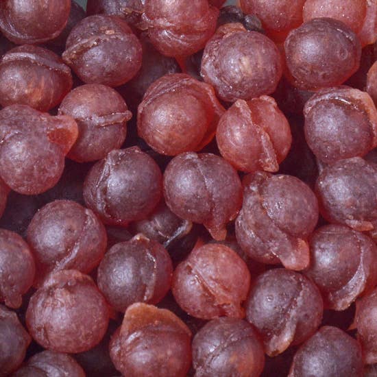 Bonbon-France - Wholesale Hard Candy - Le Volcanic Pine Candies - Eucalyptus -2