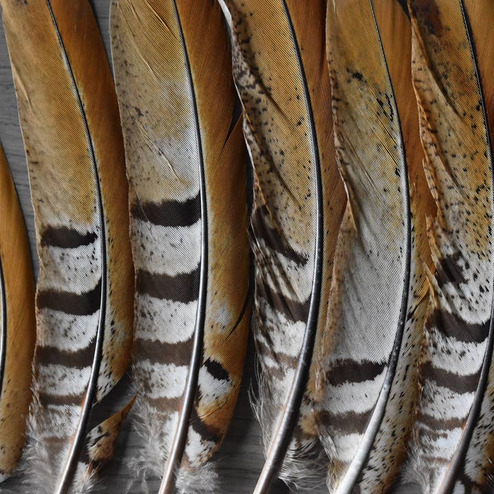 Plumes Naturelles – Engroshandel Fjer – Fasan fjer 10 centimeter