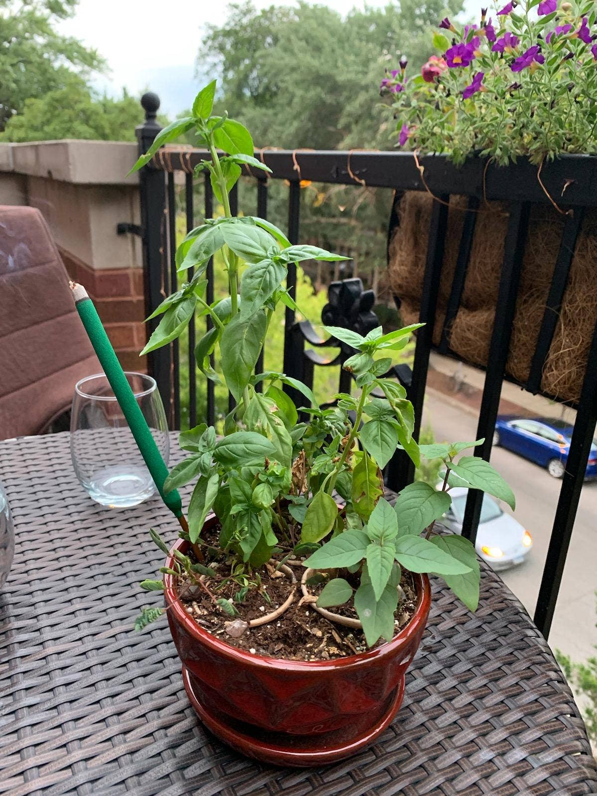 Sprigbox - Wholesale Plant Seeds - Basil Grow Kit | Wooden Planter Box | Herb Gardening3