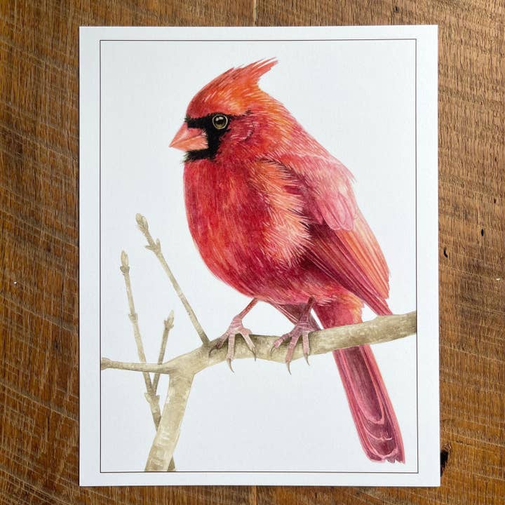 Northern Cardinal (Male) - Watercolor Art Print, 8.5x11 for wholesale by Amy Shawley Paquette